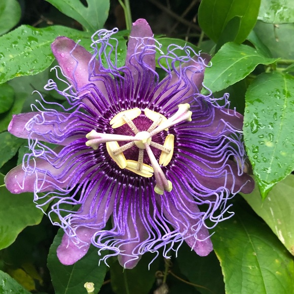 Meet your Posher, Sarah - Picture 1 of 1